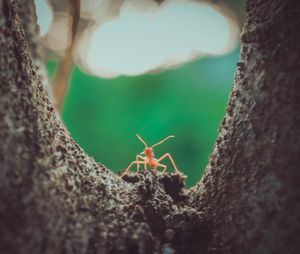 Close-up of ant on tree trunk