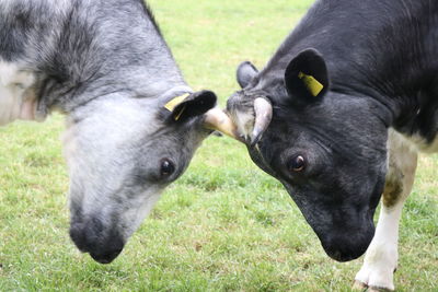 Close-up of two horses on field