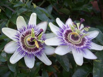 Close-up of purple flower