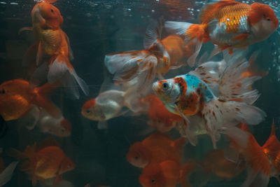 Close-up of fish swimming in tank