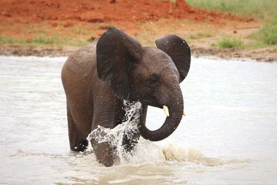 Close-up of elephant in water