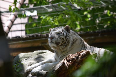 Close-up of lion relaxing outdoors