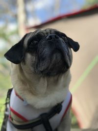 pug