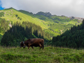 Horses in a field