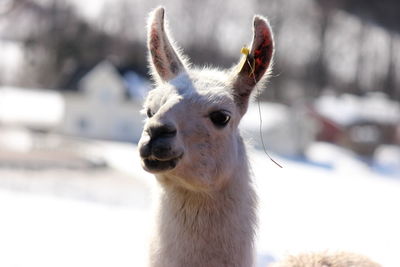 Close-up portrait of lama 