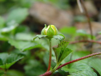 Close-up of flowering plant