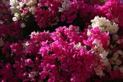 Close-up of pink flowering plants