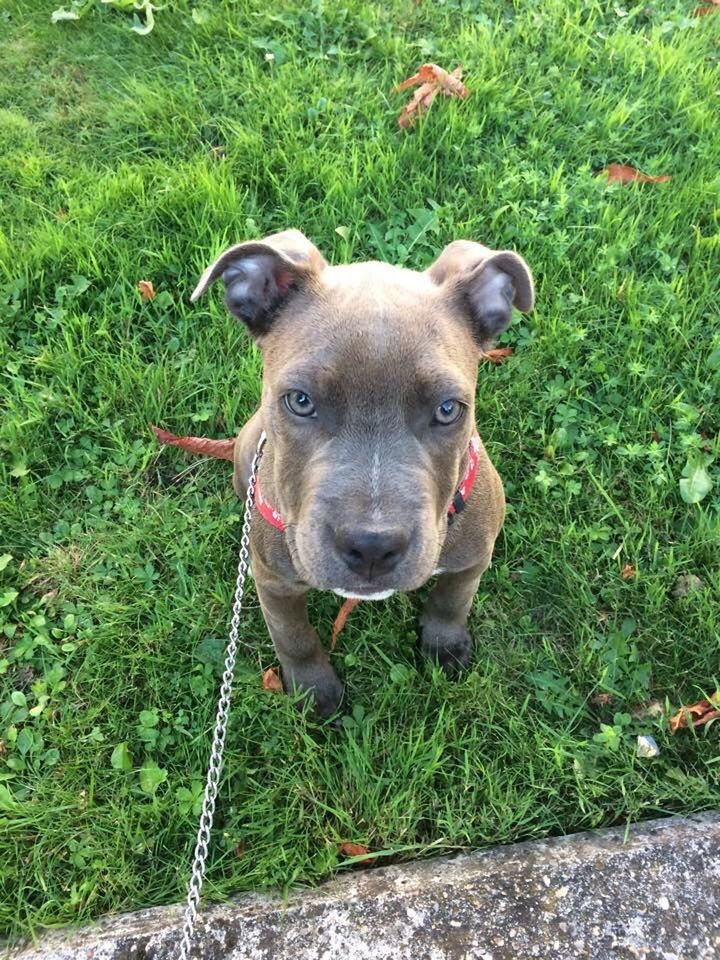 dog, animal themes, domestic animals, one animal, pets, grass, mammal, field, looking at camera, portrait, grassy, high angle view, standing, pet collar, animal head, green color, outdoors, day, no people, plant