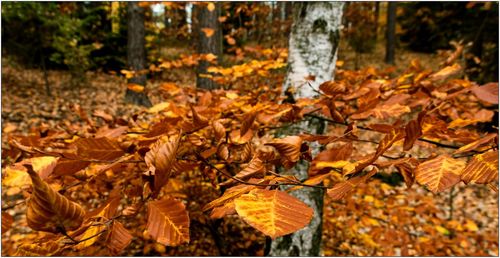 Autumn leaves on tree trunk