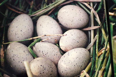 Close-up of eggs in nest