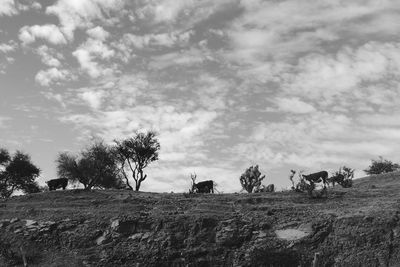 Cows grazing on field against sky