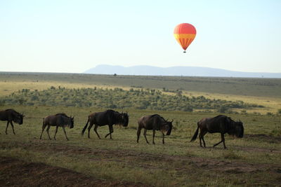 Horses grazing in field