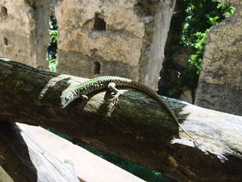 Close-up of tree trunk