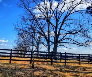 Bare trees on landscape against clear sky