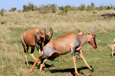 View of antelope playing in field