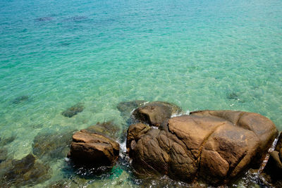 High angle view of turtle on rock in sea