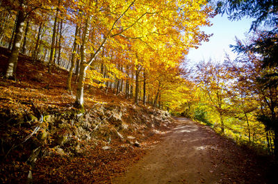 Road passing through forest