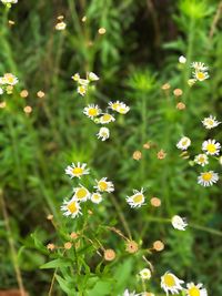 Close-up of flowers blooming outdoors