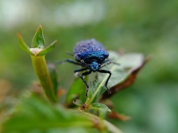 Close-up of insect on leaf