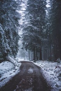 Road amidst trees against sky during winter