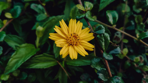 Close-up of yellow flowering plant