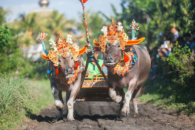 Makepung, traditional bull race in bali, indonesia.