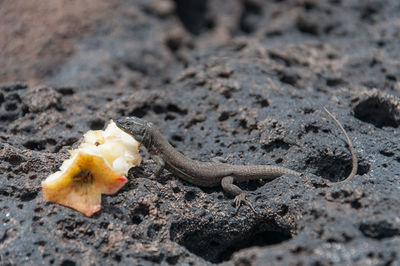 Close-up of lizard on rock