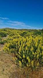 Scenic view of landscape against clear sky