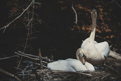 Close-up of birds in nest