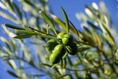 Close-up of fresh green plant