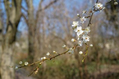 Close-up of flowers on branch