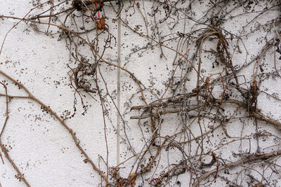 Full frame shot of tree branches during winter