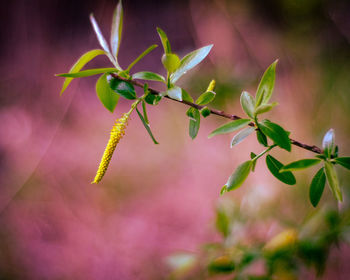 Close-up of pink flowering plant leaves