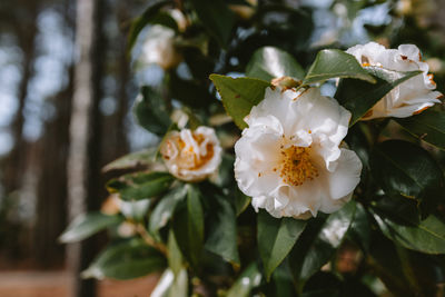 Close-up of white flowering plant