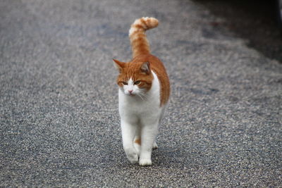 High angle view of cat on street