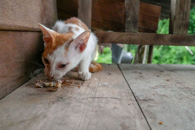 Cat sitting on wooden floor