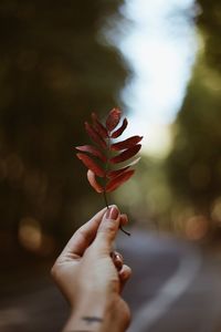 Cropped hand of woman holding autumn leaves on road