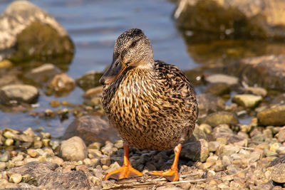 Close-up of duck on rock at lakeshore