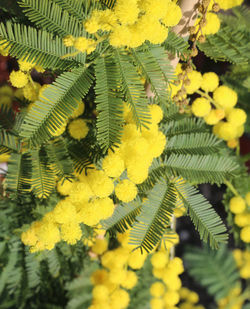 Close-up of yellow flowers on tree