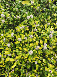 Full frame shot of flowering plants