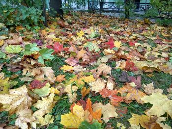 Fallen leaves on field