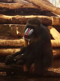 Close-up of monkey on wood at zoo