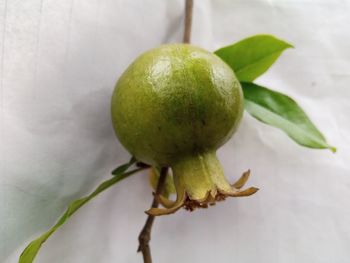 Close-up of fruit growing on plant