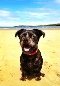 Portrait of dog sitting on sand at beach against sky