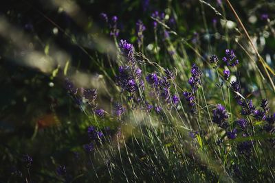 Close-up of purple crocus flowers on field