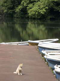 Cat on lake against trees