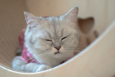 Close-up of a cat sleeping