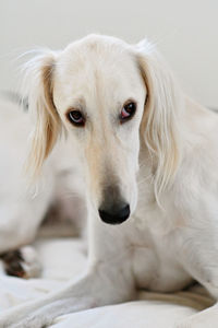 Purebred white saluki sighthound or gazehound can trace its roots back to ancient egypt. 