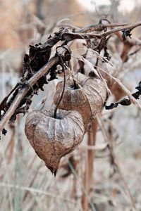 Seed pods/dry plants 