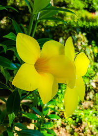 Close-up of yellow flowering plant